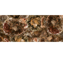 8330 Petrified Wood, Concetto