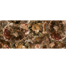 8330 Petrified Wood, Concetto