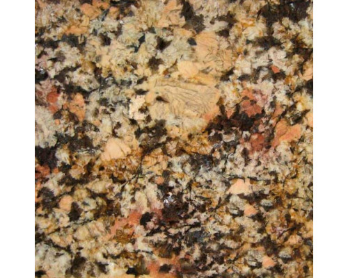 AFRICAN PERSA (GOLDEN PERSA)